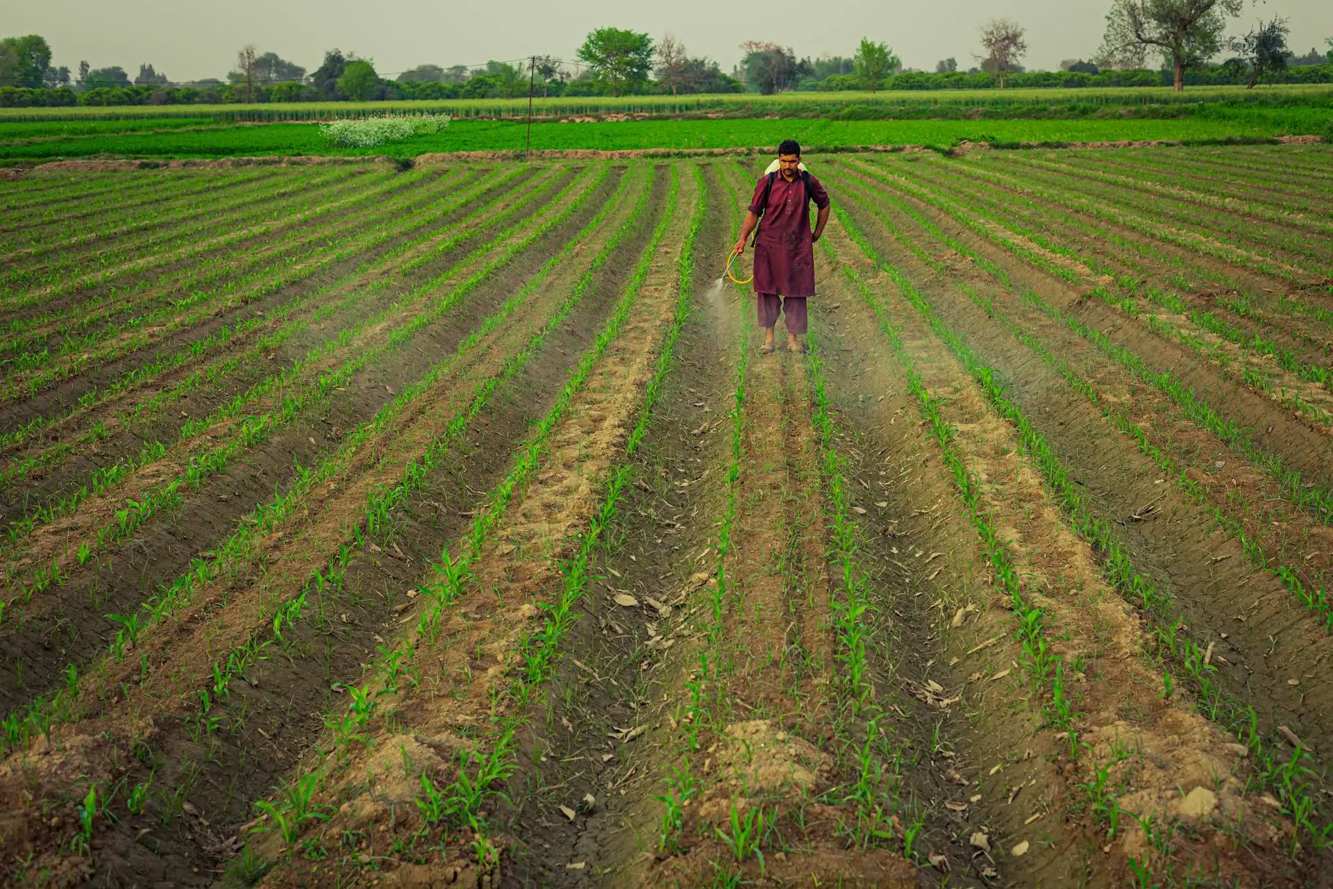 Bolsas plásticas y plásticos para cultivos agrícolas de alta calidad