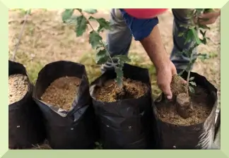 Bolsas para Semilleros