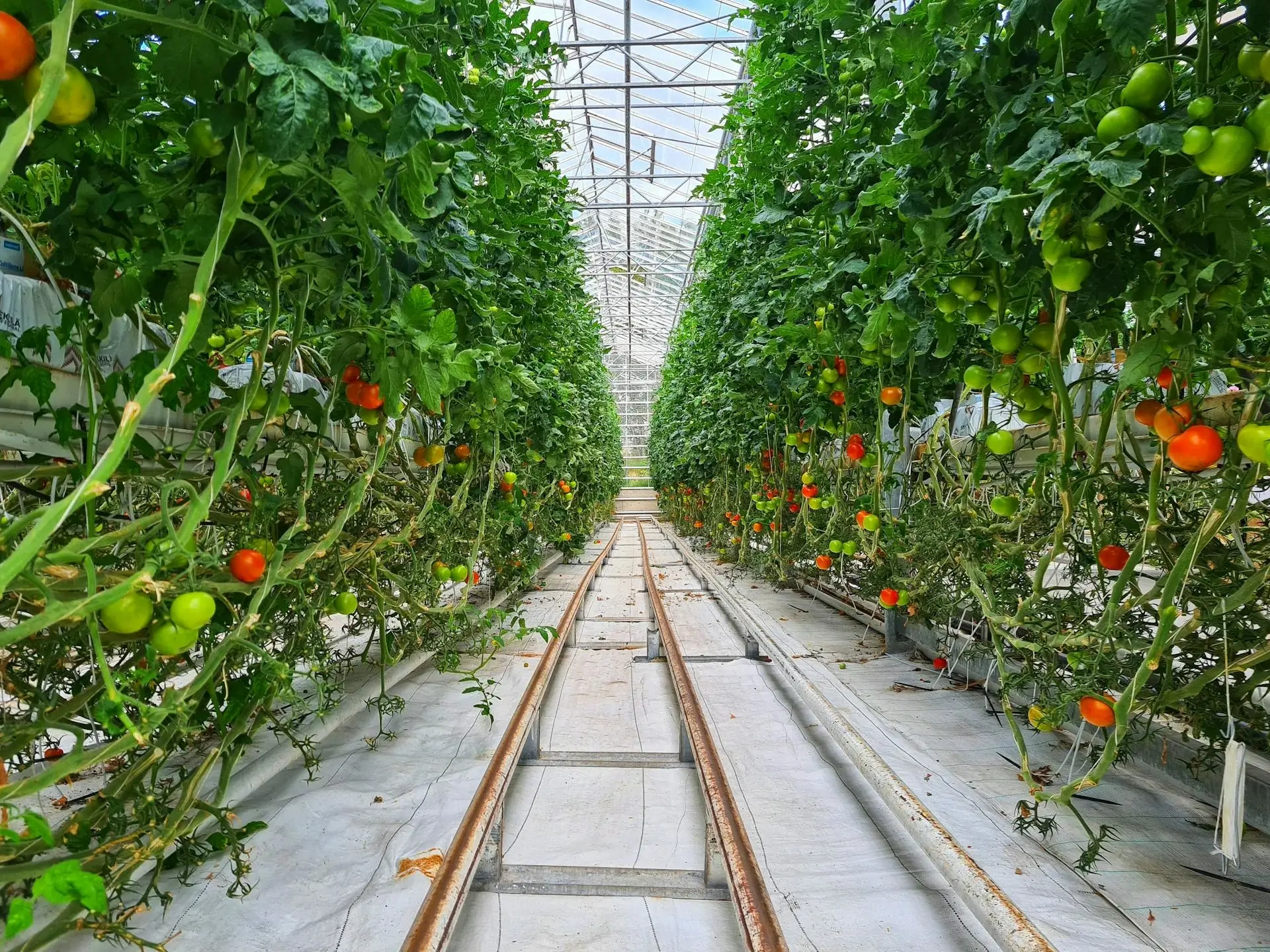 Plásticos para invernaderos, protección y durabilidad